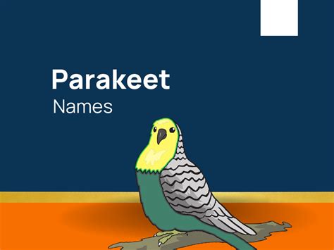 Parakeet Names 601 Catchy And Cool Names For Your