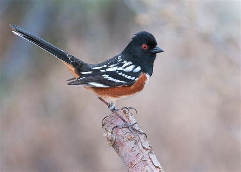 Along the River: A Spotted Towhee signs to attract a mate ...