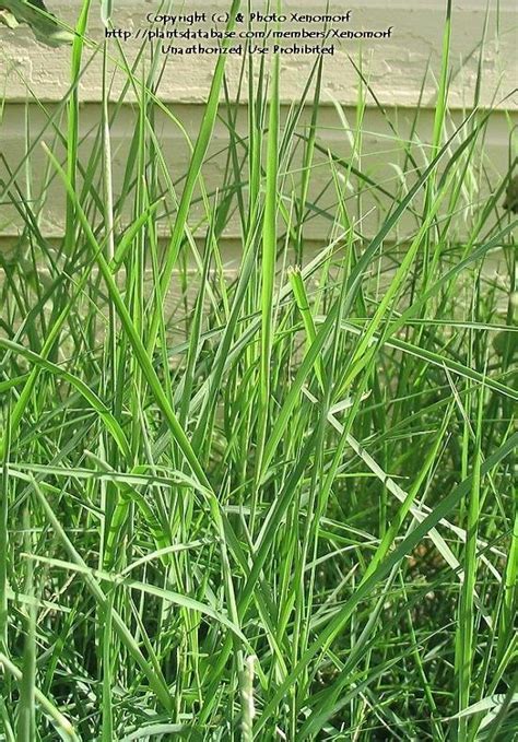 Plantfiles Pictures Bermudagrass Bahamas Grass Devils Grass