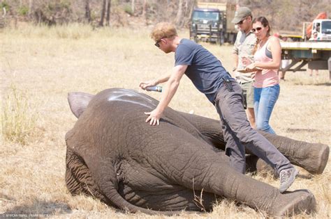 Malawis Elephant Translocation Resumes This Month Target 150