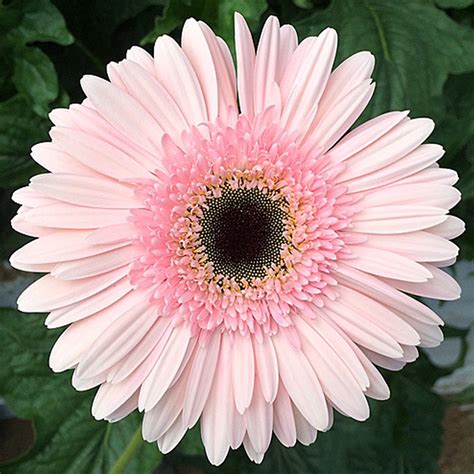 Us 098 Pink Series Gerbera Daisy Seeds 20 Perennial Gerbera