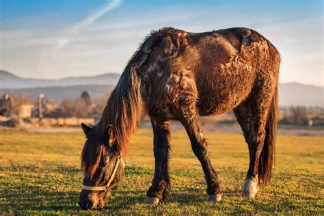 Ppid An Endocrine Disease The Horse