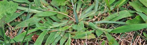 Preventing Crabgrass And Johnson Grass In A Bermuda Lawn Melinda Myers