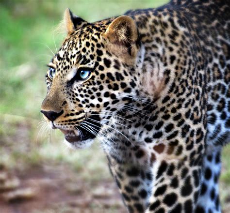 Beautiful Blue Eyed Leopard Photograph By Vicki Jauron