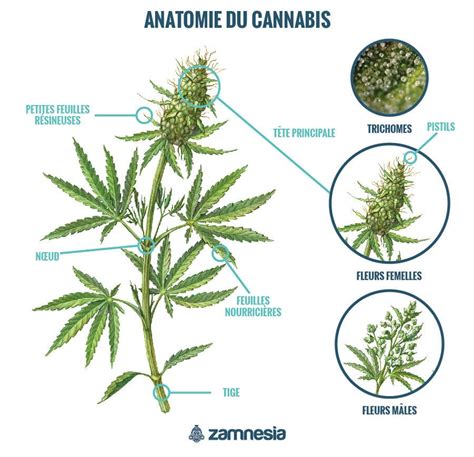 Anatomie Du Cannabis Connaître Le Plant De Cannabis Guide De