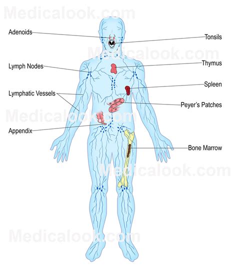 Lymphatic System Major Organs