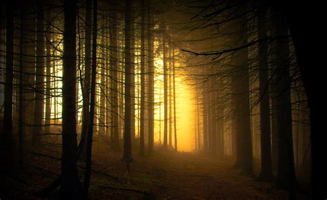 Sfondi Luce Del Sole Alberi Foresta Tramonto Notte Natura
