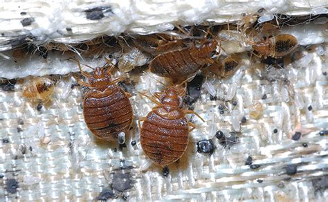 Allergy Technologies Launches Bed Bug Prevention Program Pest