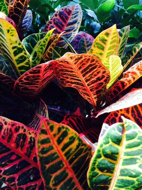 Four Carefree Colorful Plants For Your Garden Get Green