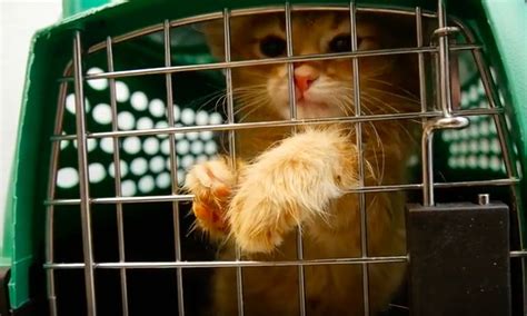If the cats name includes pounce cat cafe, that cat is available for adoption with our partners at pounce cat cafe. Tucson's Humane Society takes in 60 kittens from Yuma ...