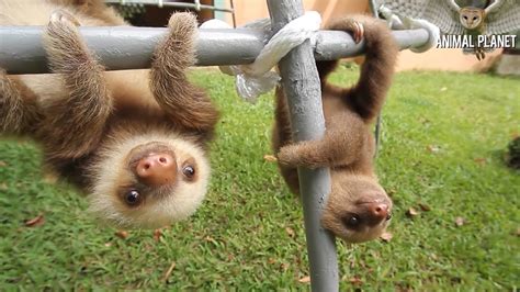 Top Sloths 🔴 Funny Sloths Having Fun Videos Adorables