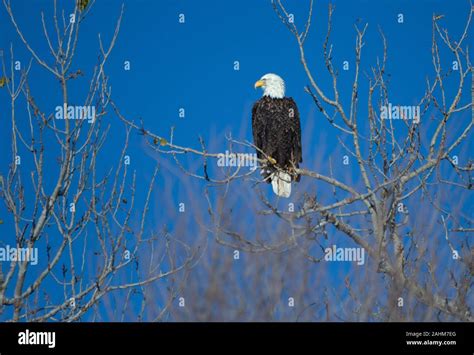 American Bald Eagle Stock Photo Alamy