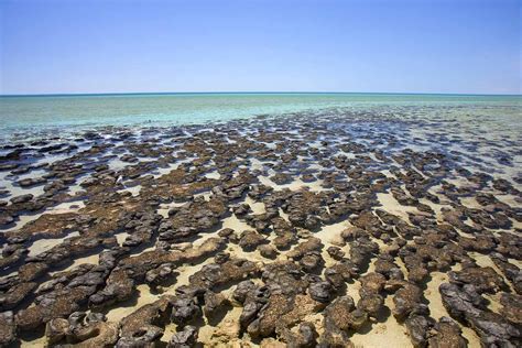 Shark Bay Stromatolites Hamelin Pool Natural Wonders World