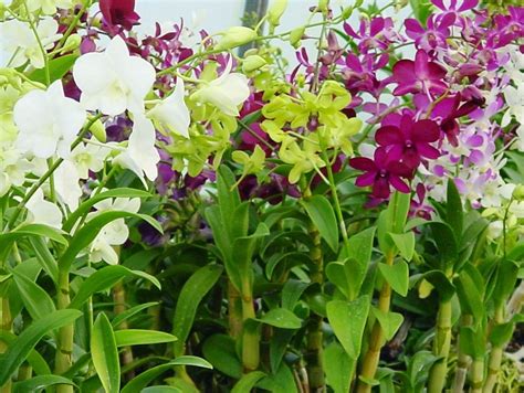 Dendrobium Types Of Orchids With Pictures And Names Orchid Flowers