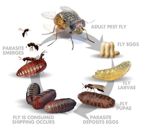 Fly Larvae Life Cycle
