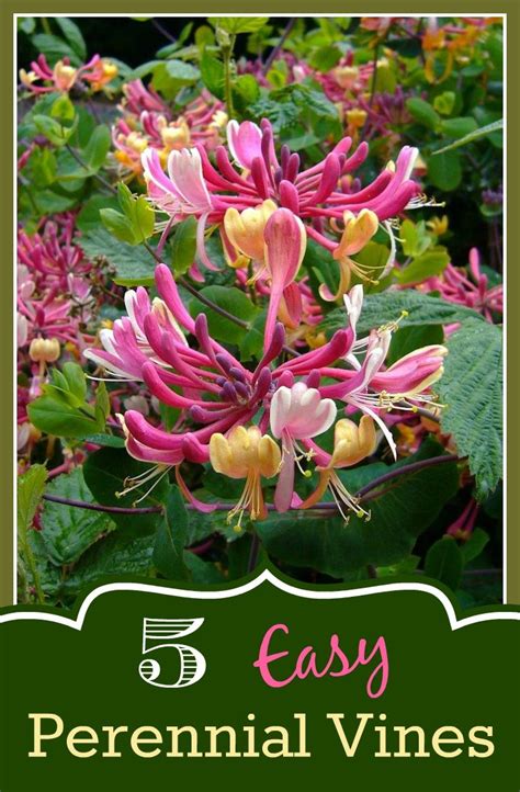 Climbing plants are vines and best suited for open wall, balcony and as curtains for display. Easy Perennial Vines for your garden | Honeysuckle vine ...