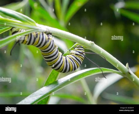 Caterpillar Of The Monarch Butterfly Danaus Plexippus Eating Leaves