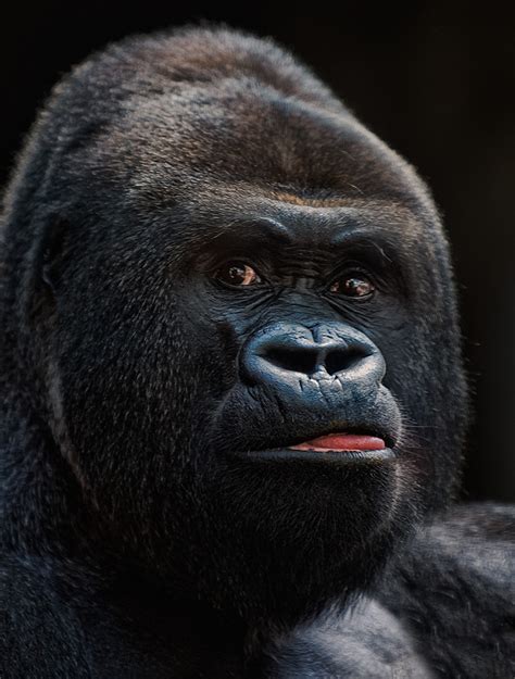 Gorilla Foto And Bild Tiere Zoo Wildpark And Falknerei Säugetiere