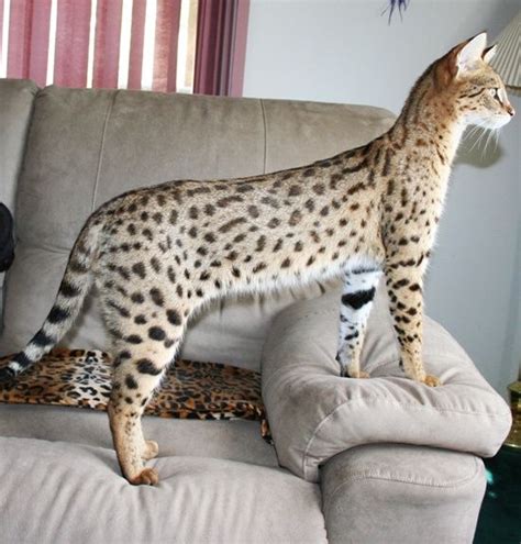 Savannah Cat Breed Information Facts And 30 Pictures Fallinpets