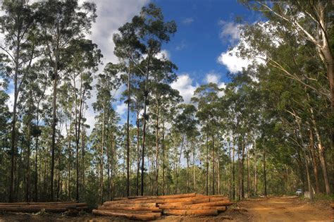 Forestry Corp Face Traditional Custodians Over North Coast Logging