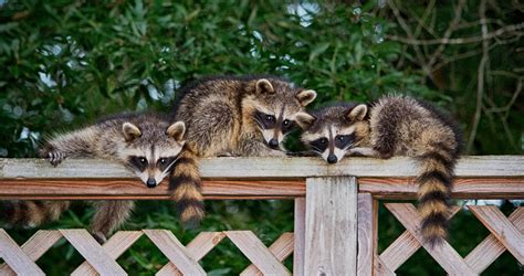 Check Out These Cool Facts You Never Knew About Raccoons Smart World Mag