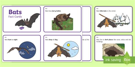 Bat Information Fact Cards Teacher Made