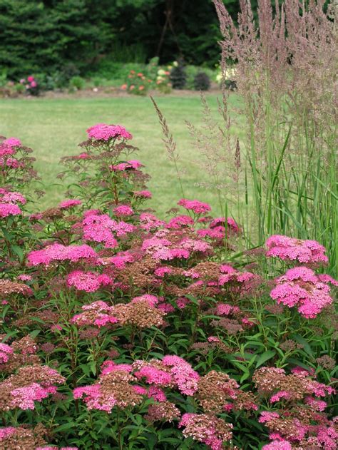 In late summer when many other flowering shrubs have lost steam, this plant is in its glory with pink, white, lavender, or even blue flowers that bloom well into fall. Summer-Flowering Shrubs | HGTV