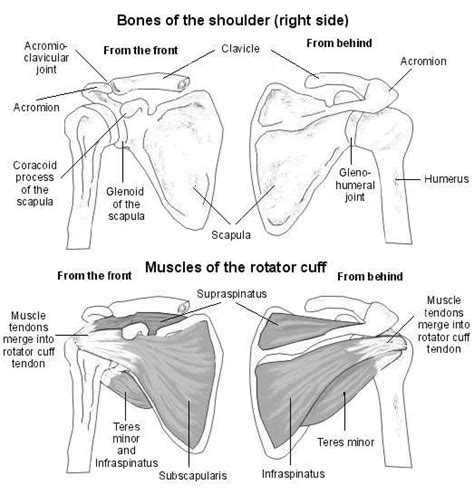Shoulder Anatomy Diagram Soft Tissues Of The Shoulder The Clavicle