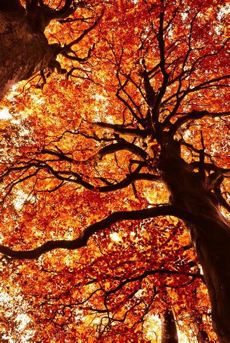 18 Pinterest Autumn Inspirasi Terbaru