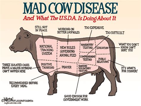 Mad Cow Disease Still Killing Cows And Humans Daily Detox Strategies