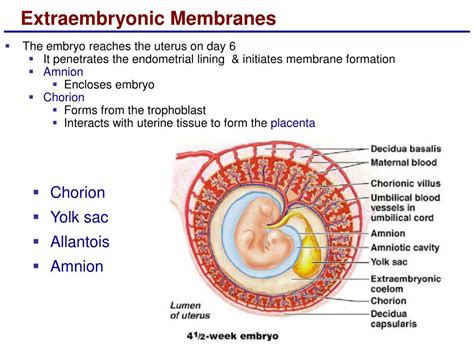Ppt Lecture 24 Embryonic And Fetal Development Powerpoint Presentation