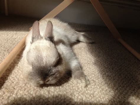Its A Hard Life Readers Pictures Of Sleeping Pets Cute Bunny
