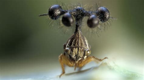 Este Insecto Brasileño Es Probablemente El Bicho Más Raro Del Mundo