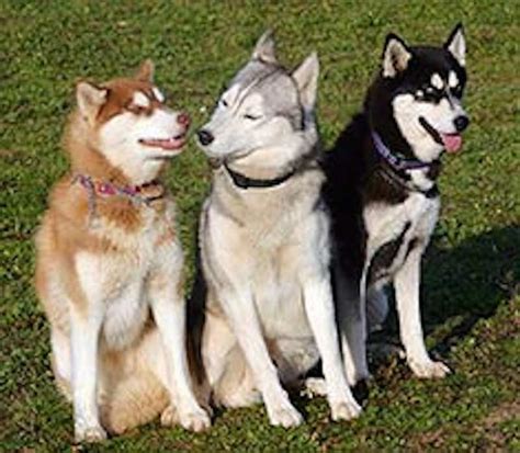 The Different Types Of Siberian Huskies With Images Siberian Husky