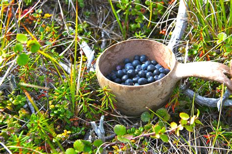 Berries Of Northwest Alaska Alaska Master Gardener Blog