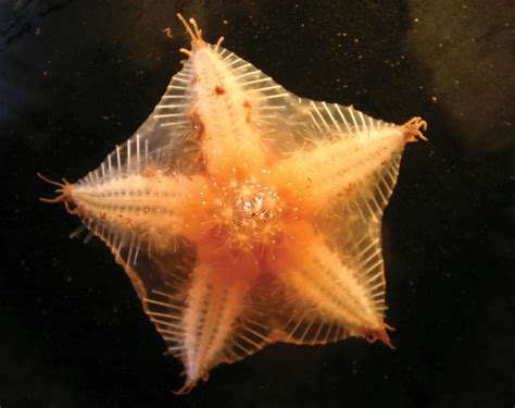 Sea Star Echinoderm Britannica
