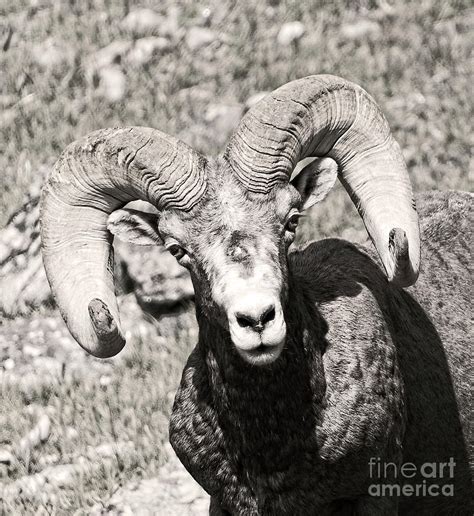Big Horn Ram Bandw 5 Photograph By Russell Smith Pixels