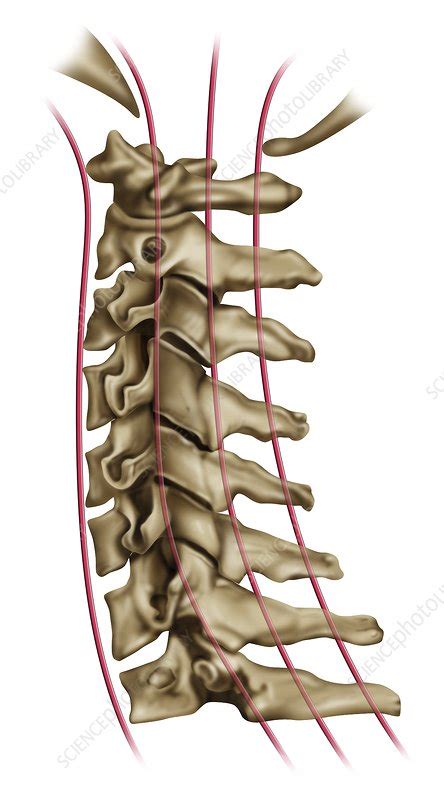 Cervical Spine Anatomy Illustration Stock Image C0462923