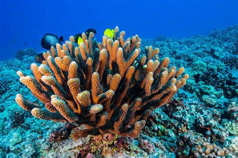 Hawaiis Coral Reefs Have Made A Miraculous Comeback