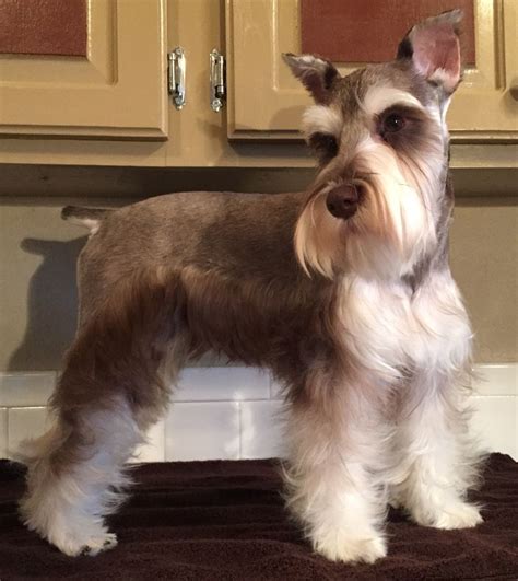 What A Gorgeous Boy Schnauzer Grooming Miniature Schnauzer