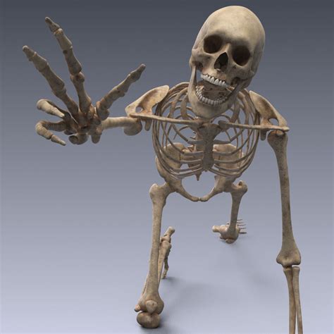 3d Asset Human Skeleton Rigged Cgtrader