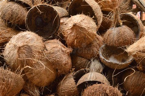 Coconut Shells Stock Image Image Of Biomass Shells 154129081
