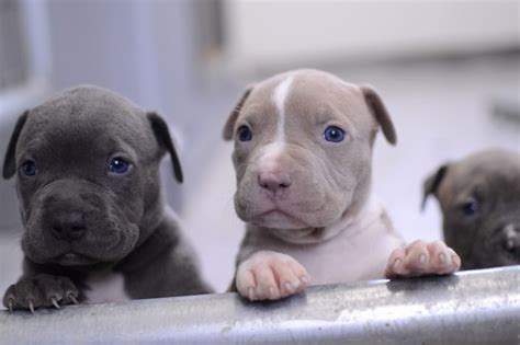 Baby Blue Nose Pitbull Puppies