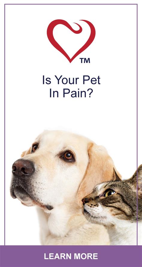 Discover The Causes Of Pain In Cats Petlifeca