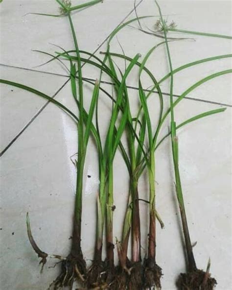 Rumput agrotis rumput ini mempunyai perakaran yang dangkal. 20+ Trend Terbaru Gambar Sketsa Batang Rumput Teki - AsiaBateav