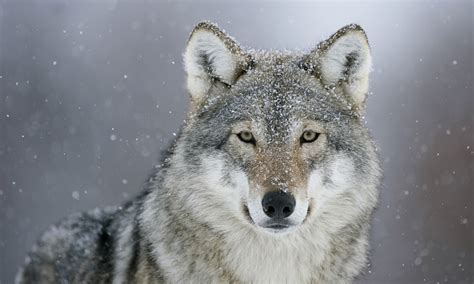 Wolf Facts History Useful Information And Amazing Pictures