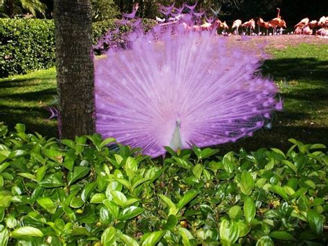 The 25 Best Pink Peacock Ideas On Pinterest Peacock Peacock And Peahen And Colourful Birds