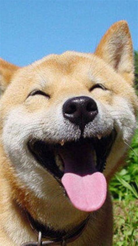Dog Smile Wallpapersc Smartphone