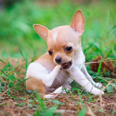 Pocket Size Chihuahua Puppy Very Small Chihuahua Lover Chihuahua