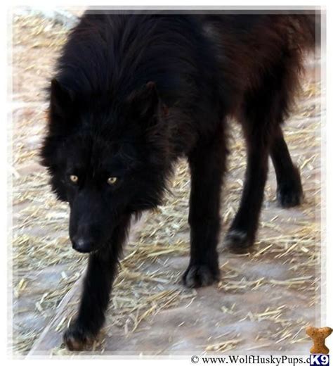 Pin By She Wolfheart On Wolf Dogs Wolf Hybrid Wolf Dog Wolf Hybrid Dogs